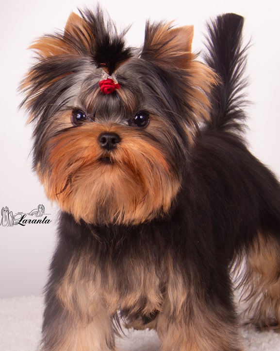 Laranta LARANTA LOVELY FACE &mdash; Labaza DogPedigree YorkshireTerrier